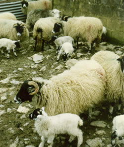 Herdwick Sheep